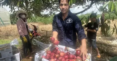 Gia Lai có hơn 350 mã số vùng trồng phục vụ xuất khẩu và nội địa