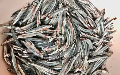Hai loại cá dễ mua ngoài chợ giàu protein và omega-3