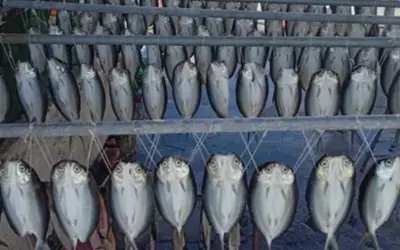 Hiểu lầm ma quái: Cá phơi khô trông như mắt cú khiến dân làng hoảng sợ