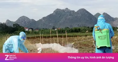 Hơn 1.100 con vịt nhiễm cúm gia cầm bị tiêu hủy tại Ninh Bình