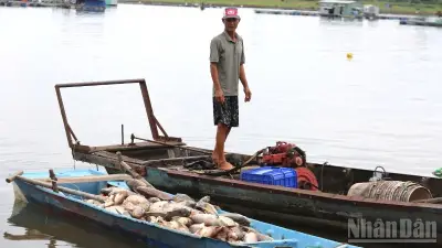 Hơn 254 tấn cá chết hàng loạt tại hồ Trị An, nguyên nhân do thiếu oxy