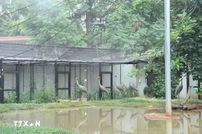 Hợp tác Việt Nam - Thái Lan bảo tồn sếu đầu đỏ hiệu quả