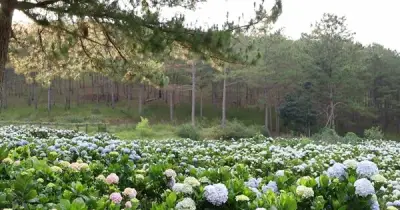Điều em chưa nói về Đà Lạt: Thơ tình và ký ức