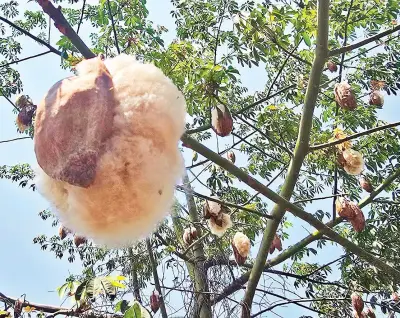 Ký ức tuổi thơ bên cây gòn miền Tây khiến nhiều người bồi hồi