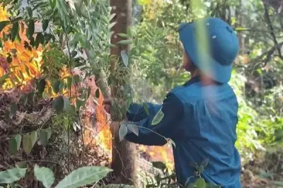 Khống chế cháy rừng ở Ninh Bình sau nhiều giờ nỗ lực