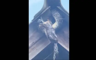 Kinh hoàng trăn khổng lồ nuốt chửng chim bồ câu trên mái nhà dân