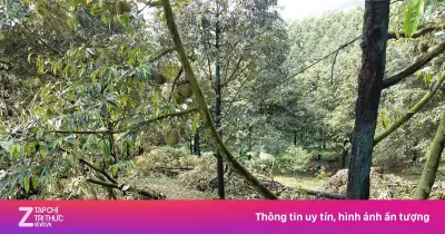 Lốc xoáy làm rụng hơn 50 tấn sầu riêng sắp thu hoạch tại Lâm Đồng