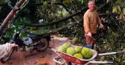Lốc xoáy tàn phá vườn sầu riêng ở Đạ Huoai 2, thiệt hại hơn 3 tỉ đồng