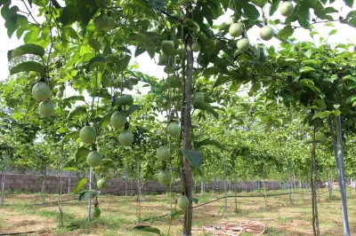 Lâm Đồng hướng mới: chuyển đổi cây trồng hiệu quả trên đất thanh long giá còi