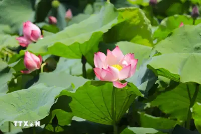 Lào Cai: Việt Hồng rực rỡ sắc sen mùa hạ