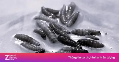 Loài giòi ăn thịt từng bị xóa sổ bất ngờ xuất hiện trở lại tại Mỹ