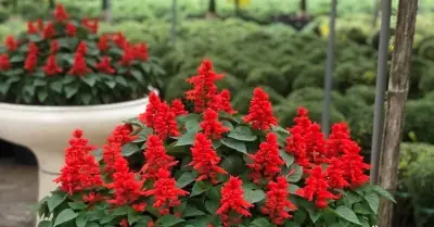 Loài hoa đỏ rực khắp công viên là vị thuốc quý thanh nhiệt, tiêu viêm