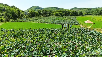 Mô hình sen trên đất lúa kém hiệu quả: Đại An bừng sáng nhờ du lịch cộng đồng