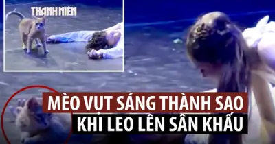 Mèo 'phá đám' màn kết bi thảm Romeo và Juliet ở Thổ Nhĩ Kỳ