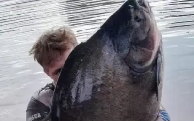 Ngư dân 18 tuổi câu được cá tambacu khổng lồ nặng hơn 40kg tại Brazil