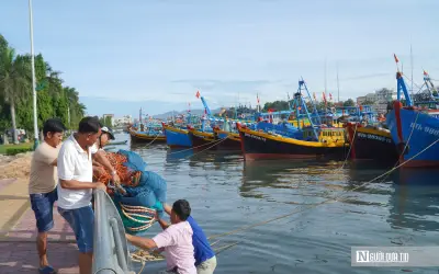 Ngư dân Lâm Đồng lao đao vì thiếu bạn thuyền, nghề biển khó giữ chân lao động trẻ