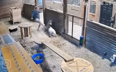 Người phụ nữ dũng cảm đá báo sư tử giải cứu dê khỏi nanh vuốt