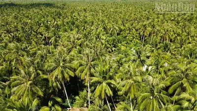 Ngành dừa Vĩnh Long vươn xa nhờ chế biến sâu và phát thải thấp