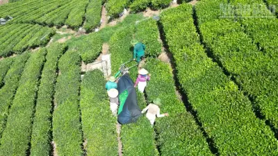Nhiều bất thường trong quản lý đất đai tại Vinatea Mộc Châu