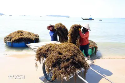 Đà Nẵng: Người dân xã đảo Tam Hải vào vụ thu hoạch thảo dược dưới đáy biển