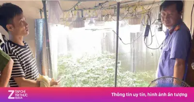 Phát hiện hệ thống trồng cần sa tinh vi trong nhà tại Hưng Yên
