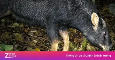 Phát hiện sơn dương quý hiếm tại Vườn Quốc gia Cúc Phương qua bẫy ảnh
