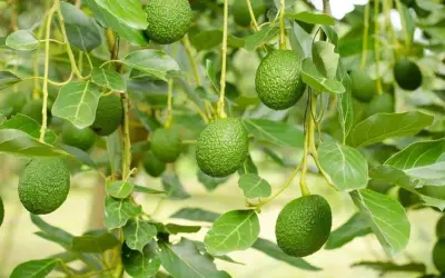 Quả bơ - siêu thực phẩm giàu dinh dưỡng, tốt cho tim mạch và kiểm soát cân nặng