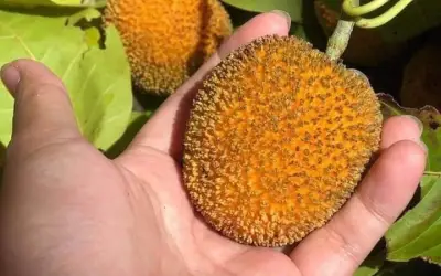 Quả dại mọc đầy bờ rào thành đặc sản 120.000 đồng/kg