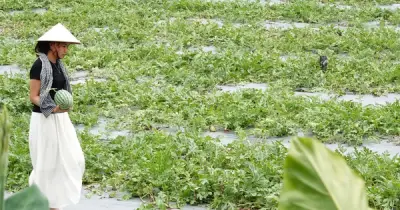 Quán cà phê sân vườn giữa lòng Cần Thơ cho khách tự hái dưa hấu