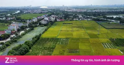 Quy định mới: Xây nhà trên đất lúa chỉ một tầng, không hầm