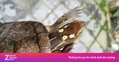 Rùa 4 mắt quý hiếm đi lạc vào sân nhà dân ở Huế được bảo vệ