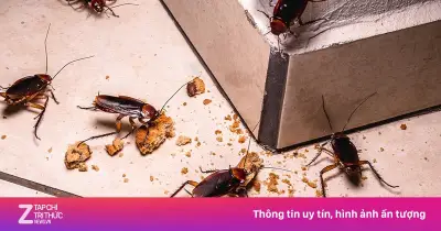 Thấy một con gián trong bếp: Chuyên gia cảnh báo ổ gián lớn đang ẩn nấp