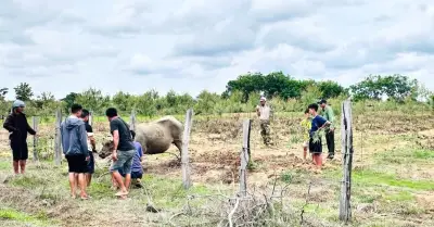 Trâu bán hoang dã húc 4 người ở Đắk Lắk, bị khống chế bằng thuốc mê
