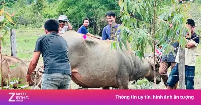 Trâu điên húc người ở Đắk Lắk, 4 nạn nhân nhập viện