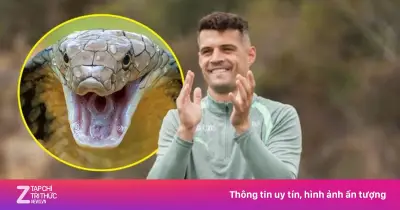 Tuyển Thụy Sĩ nhận cảnh báo khẩn về rắn độc tại World Cup 2026