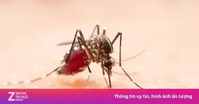 Vì sao bạn bị muỗi đốt nhiều hơn người khác? Giải mã khoa học