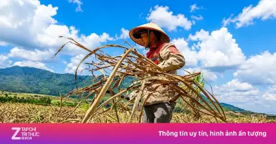 Vựa mía lớn nhất nước lao đao vì đường nhập lậu và giá rẻ