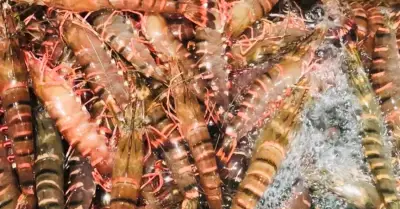 Vay hơn 100 tỷ nuôi tôm thua lỗ, doanh nghiệp vỡ nợ loạt sổ đỏ có nguy cơ phát mãi