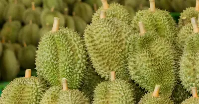 Việt Nam sắp xuất khẩu sầu riêng sang Ấn Độ từ tháng 7, cạnh tranh với Thái Lan, Malaysia