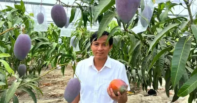 Xoài Miyazaki 1,7 triệu đồng/quả trồng thành công tại Củ Chi