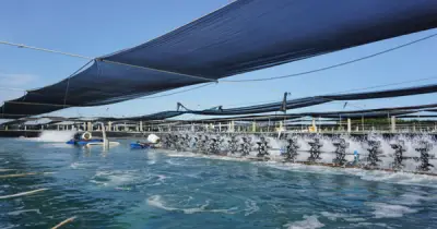 Xuất khẩu tôm Việt Nam 5 tháng đầu năm 2026 đạt 1,9 tỷ USD, Trung Quốc dẫn đầu