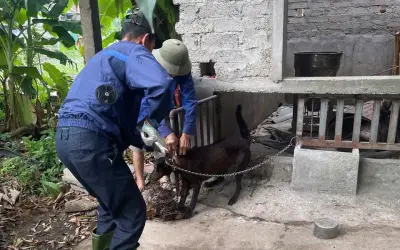 Đẩy mạnh tiêm phòng vật nuôi ngăn nguy cơ bệnh dại lây sang người