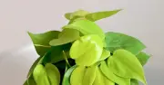 3 loại cây phong thủy được dân công sở yêu thích vì thu hút tài vận