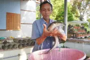 30 năm thất bại, lão nông Gia Lai thu trăm triệu mỗi năm từ cá chình