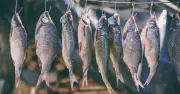 4 loại cá làm tăng nguy cơ ung thư nếu lạm dụng: Cần hạn chế