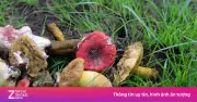 4 người ngộ độc nấm rừng ở Lâm Đồng, 1 người tử vong
