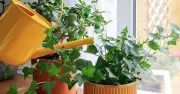 5 loại cây cảnh vừa lọc không khí vừa làm mát nhà hiệu quả
