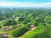 5 tháng, cả nước trồng mới tập trung 112.100 ha rừng
