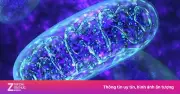 ADN tiết lộ 'người mẹ chung' của nhân loại sống cách đây 160.000 năm