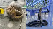 An Giang triệt phá đường dây buôn bán tê tê Java quý hiếm